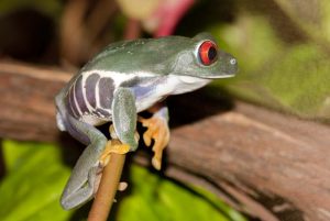agalychnis callidryas1